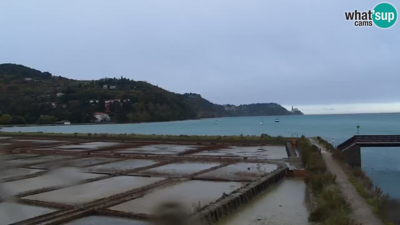 Krajinski park Strunjan u živo