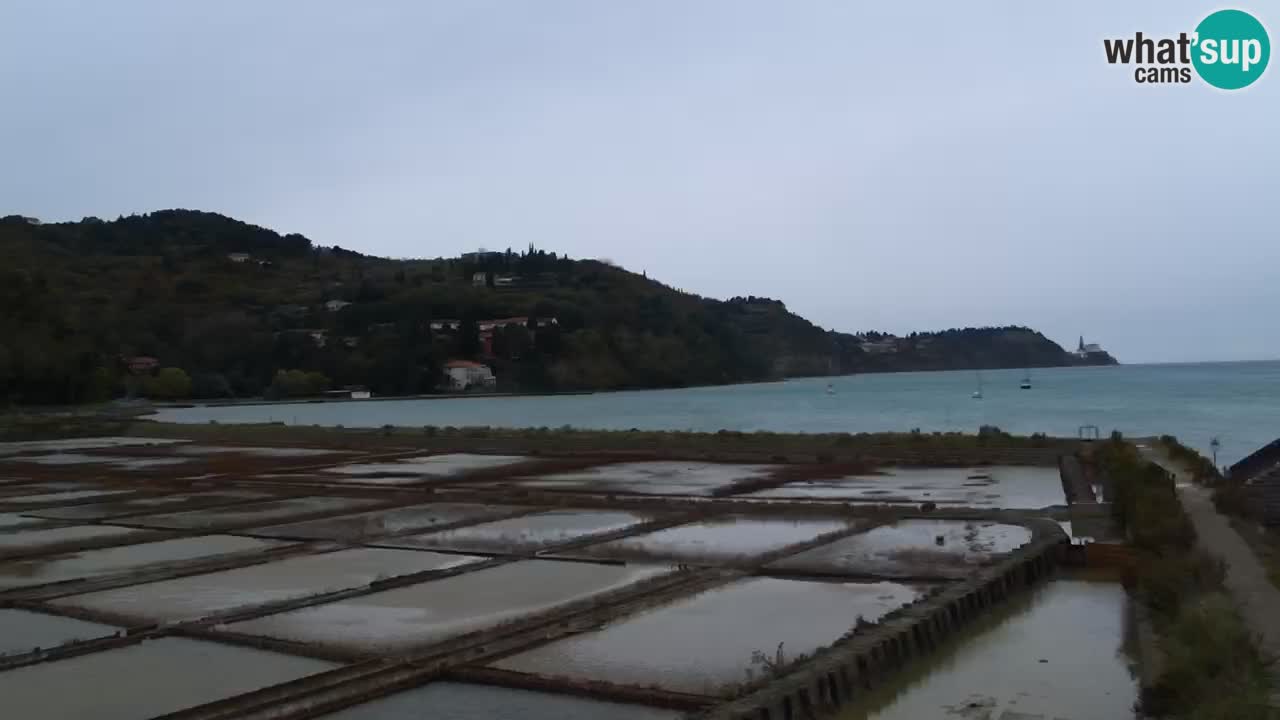 Krajinski park Strunjan u živo