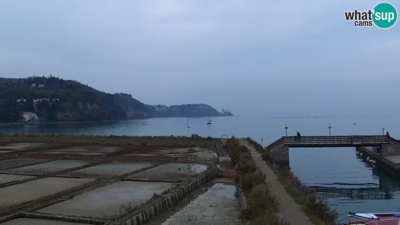 Krajinski park Strunjan u živo