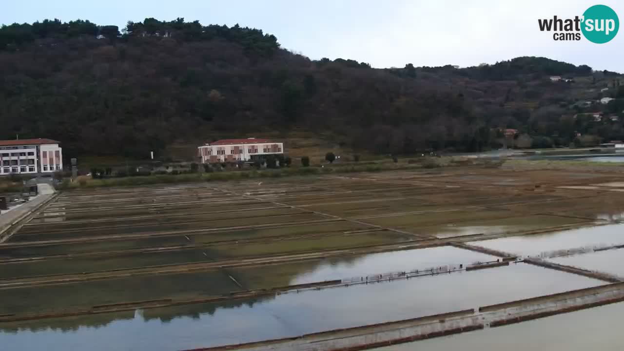 Krajinski park Strunjan u živo