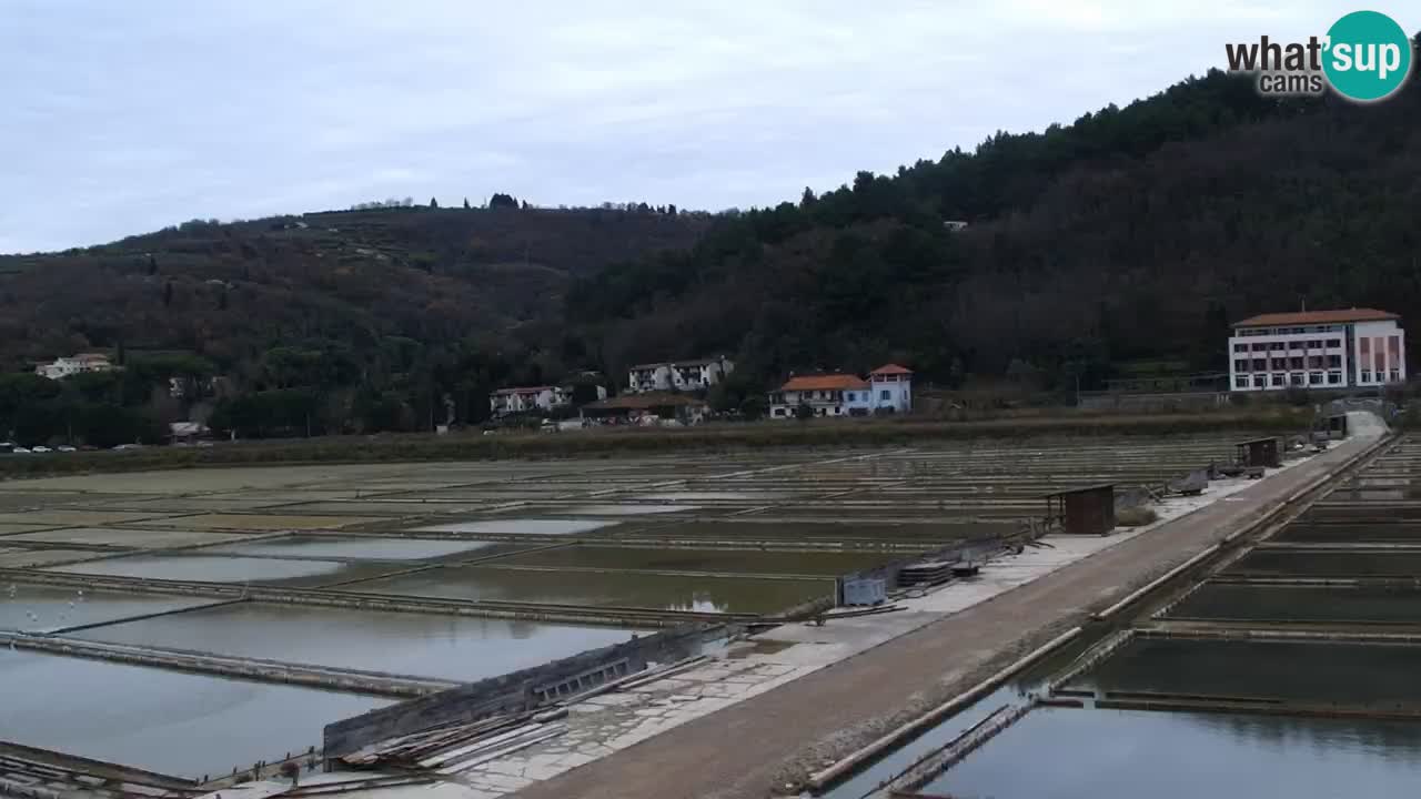 Krajinski park Strunjan v živo