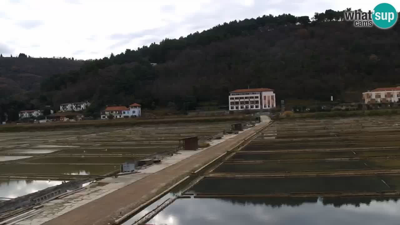 Krajinski park Strunjan v živo