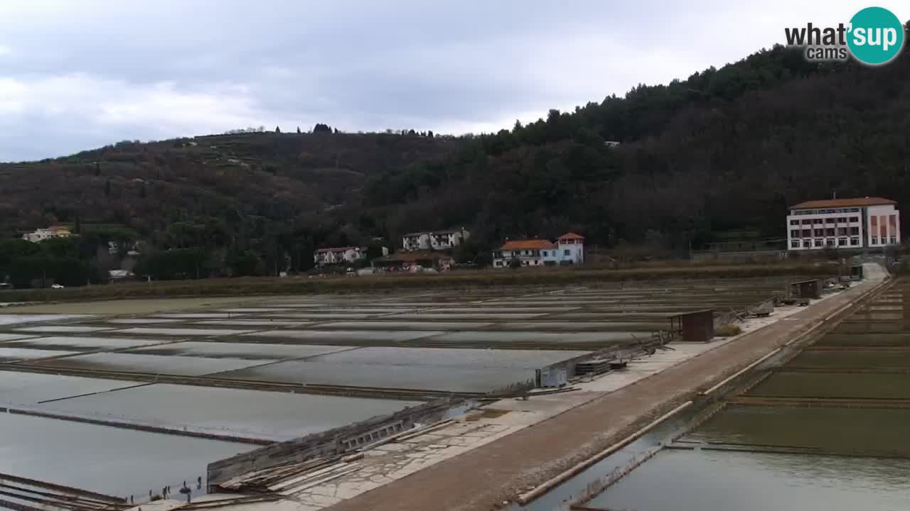 Krajinski park Strunjan u živo