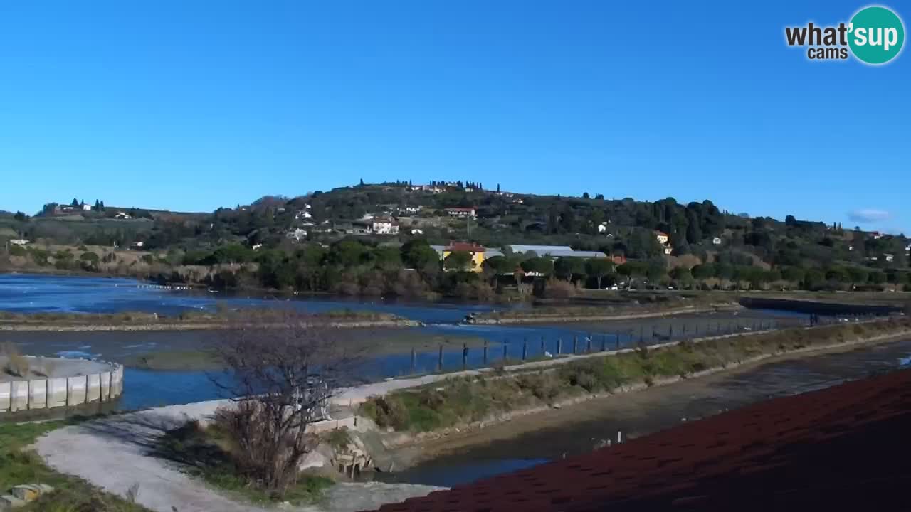 Krajinski park Strunjan v živo