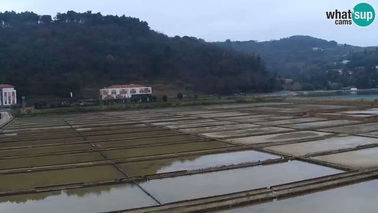 Krajinski park Strunjan v živo