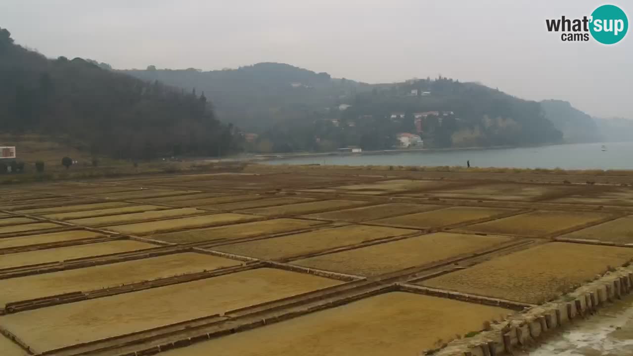 Krajinski park Strunjan u živo