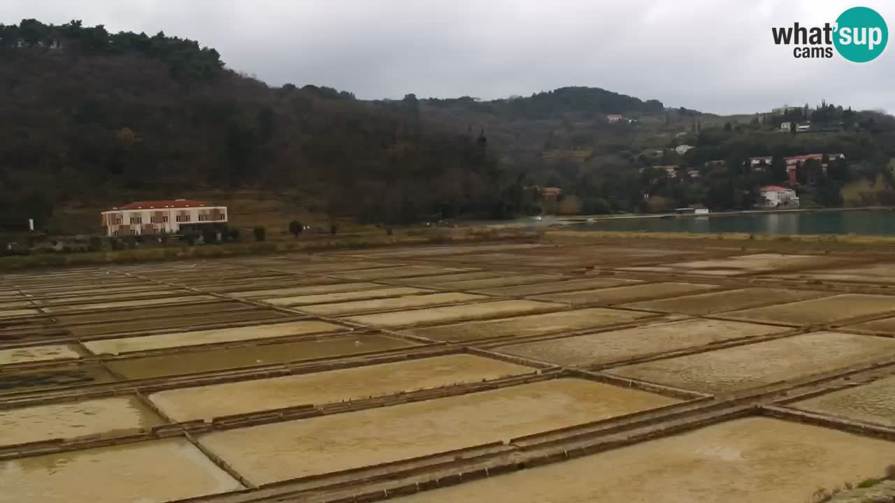 Krajinski park Strunjan u živo