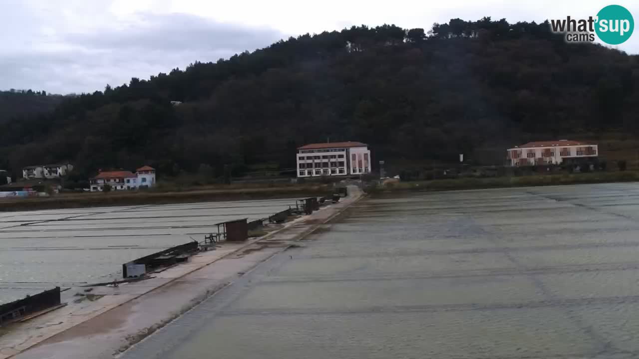 Krajinski park Strunjan u živo