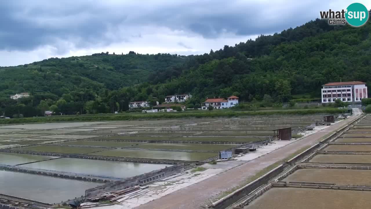 Krajinski park Strunjan u živo