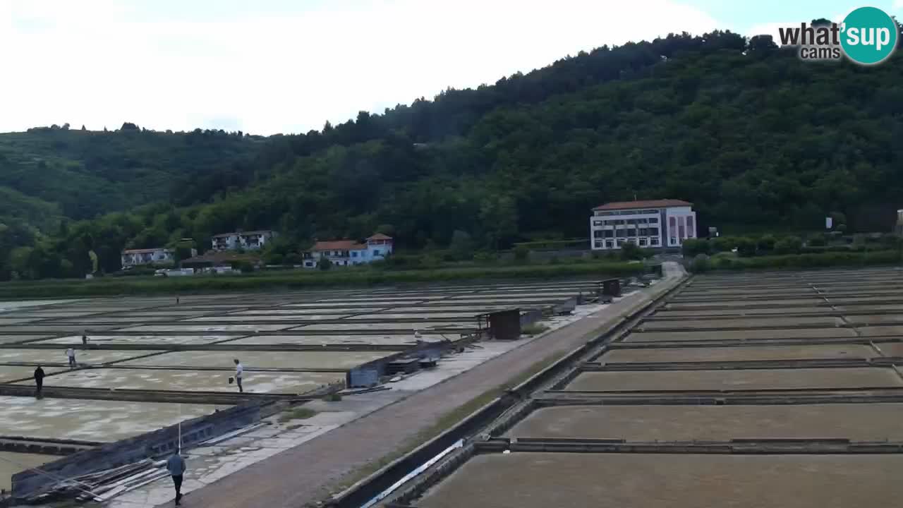 Krajinski park Strunjan v živo