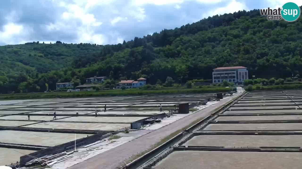 Krajinski park Strunjan v živo