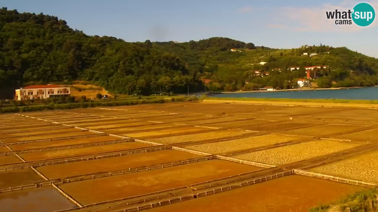 Krajinski park Strunjan v živo