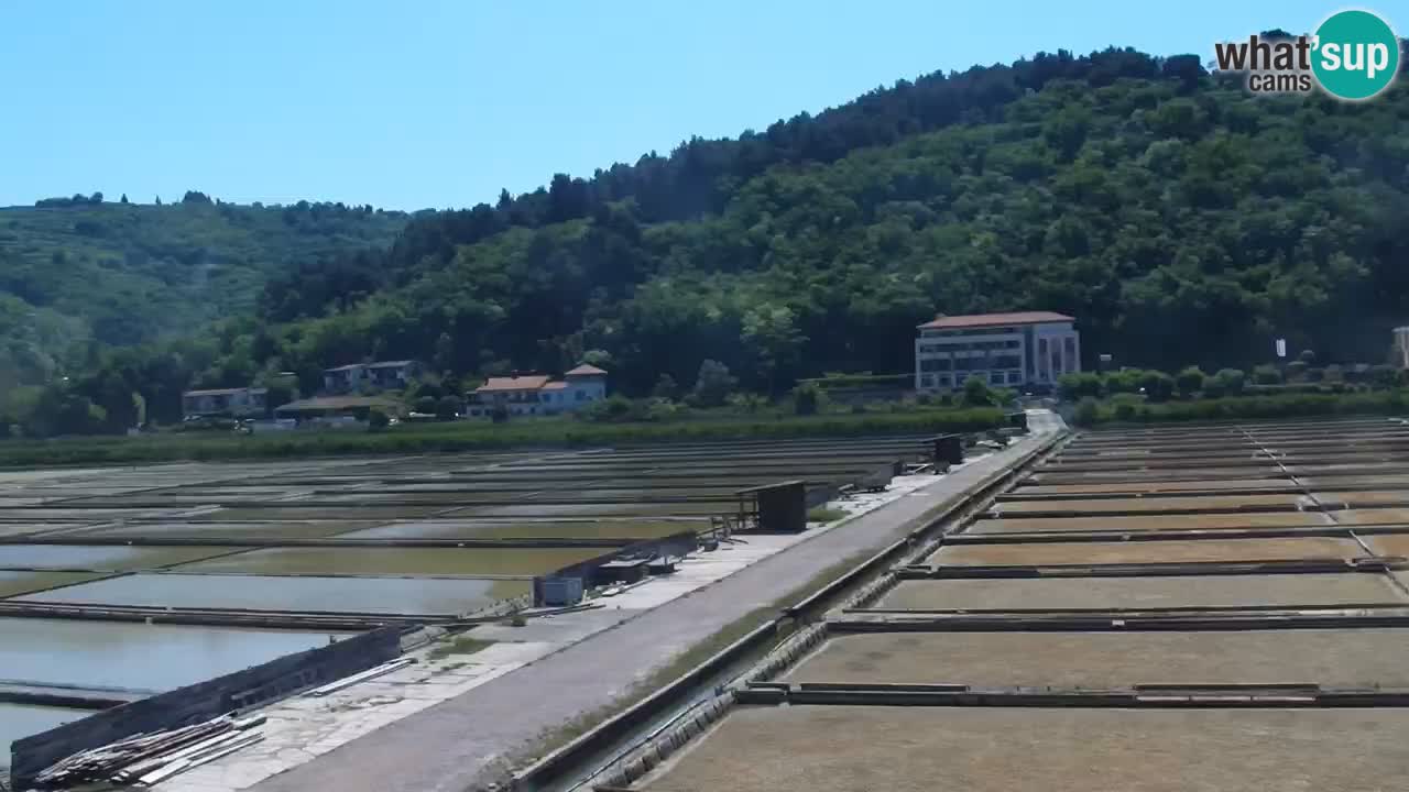 Krajinski park Strunjan v živo