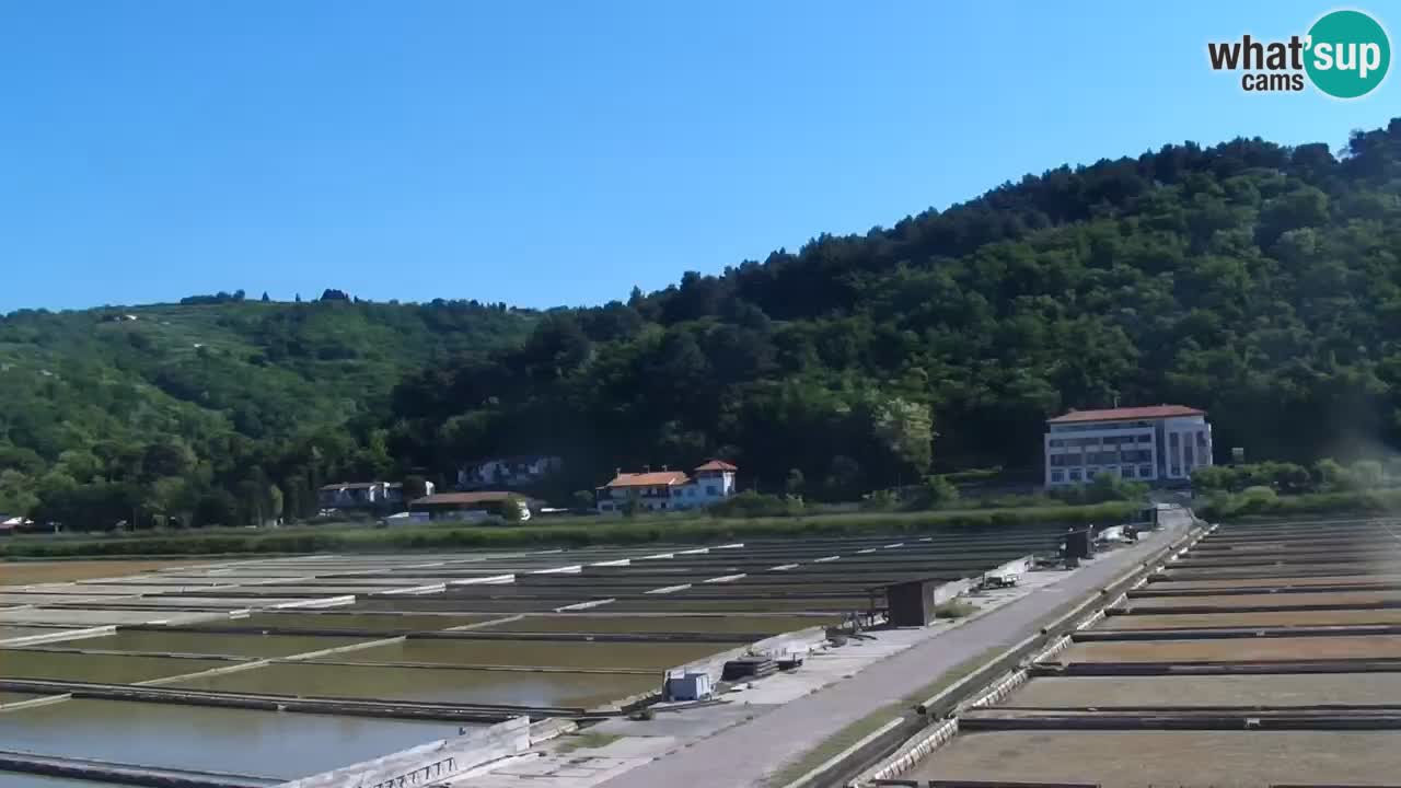 Krajinski park Strunjan v živo