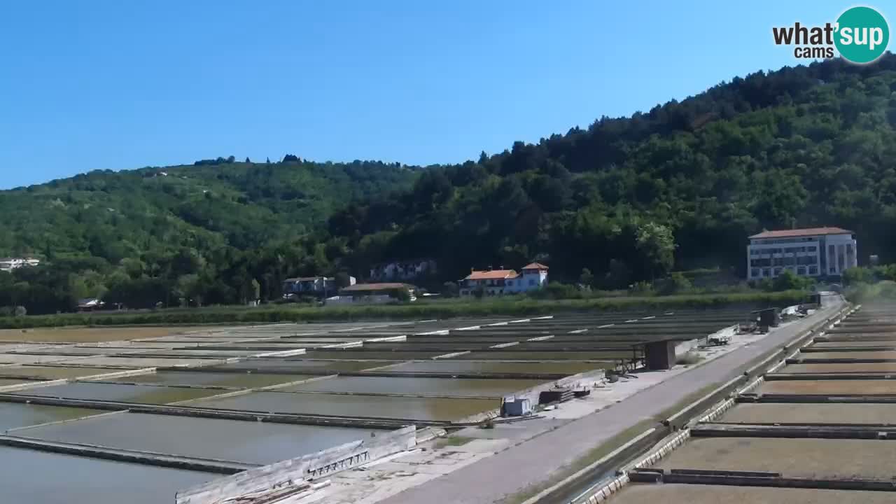 Krajinski park Strunjan v živo