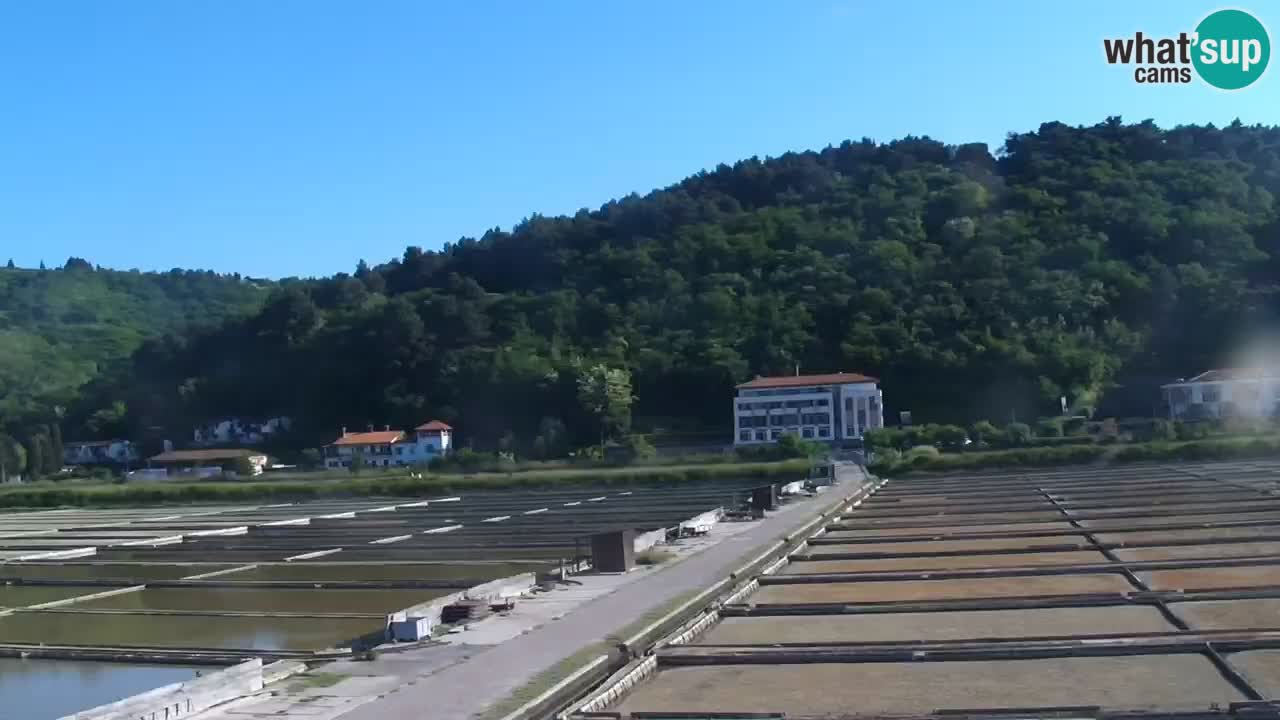 Krajinski park Strunjan v živo