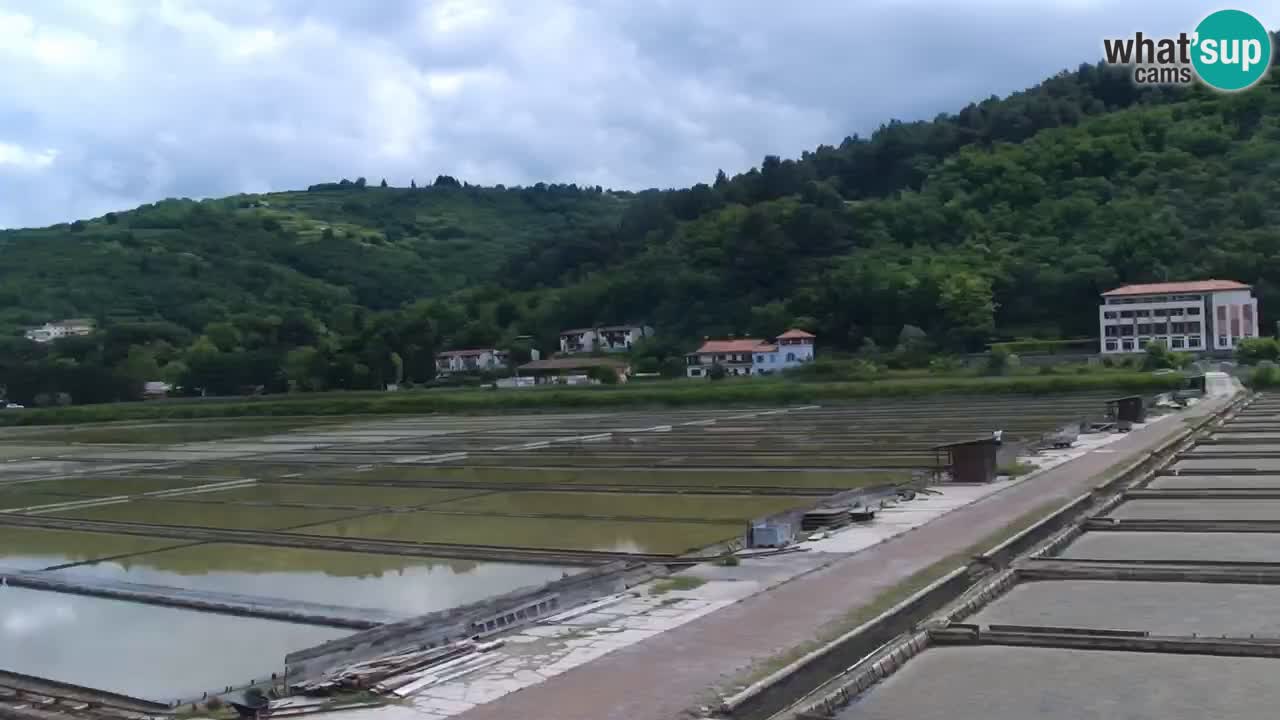 Krajinski park Strunjan v živo