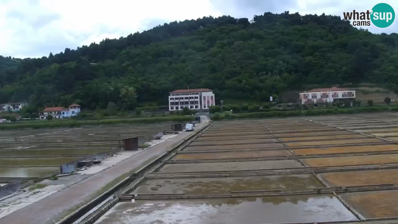 Krajinski park Strunjan v živo