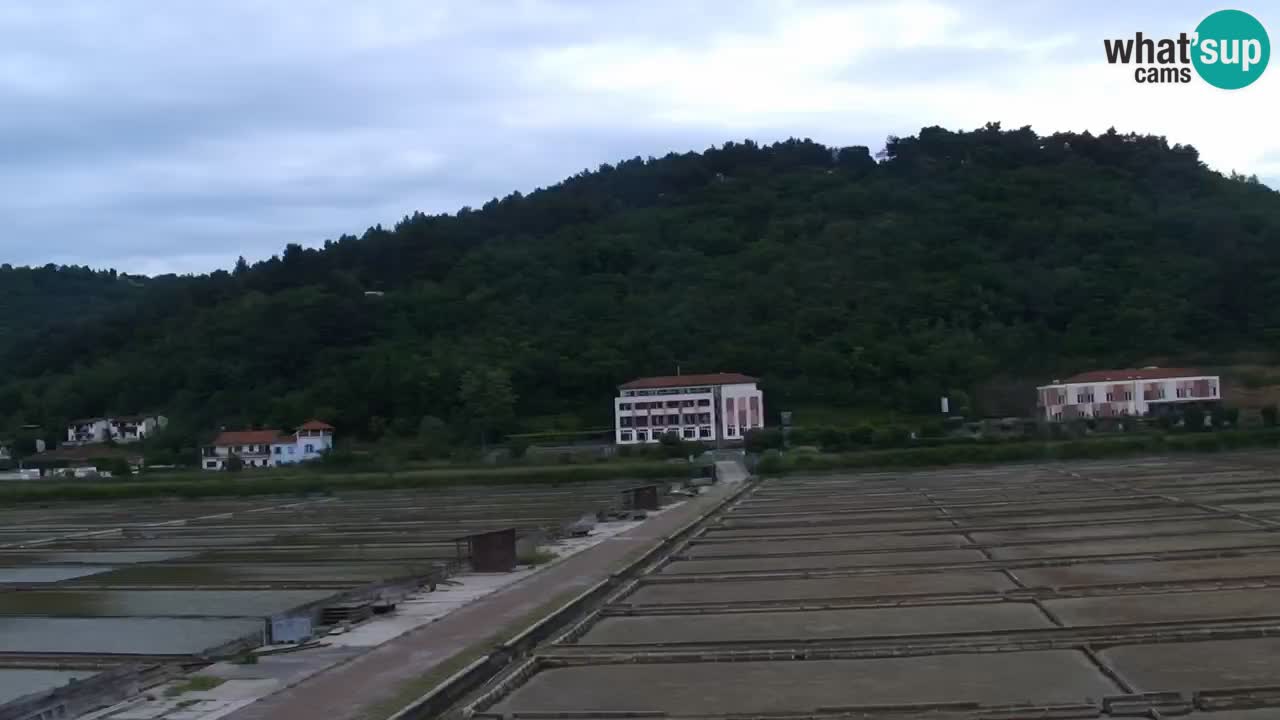 Krajinski park Strunjan v živo