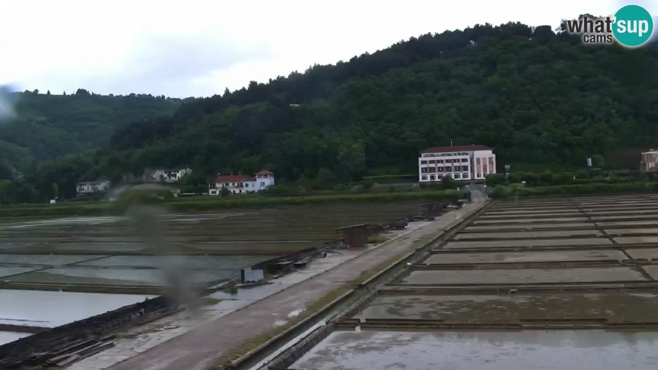 Krajinski park Strunjan v živo