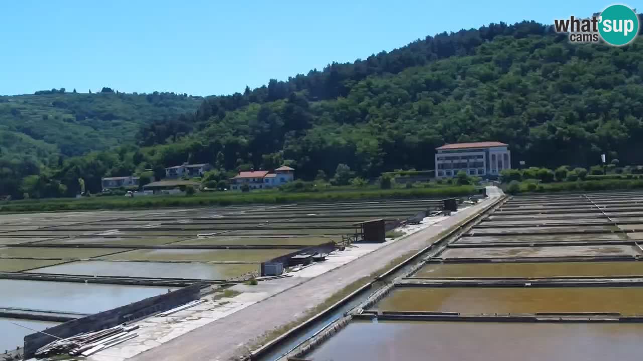 Krajinski park Strunjan v živo