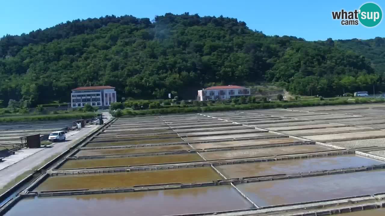 Krajinski park Strunjan v živo