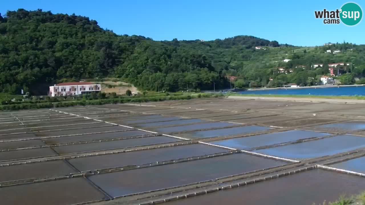 Krajinski park Strunjan v živo