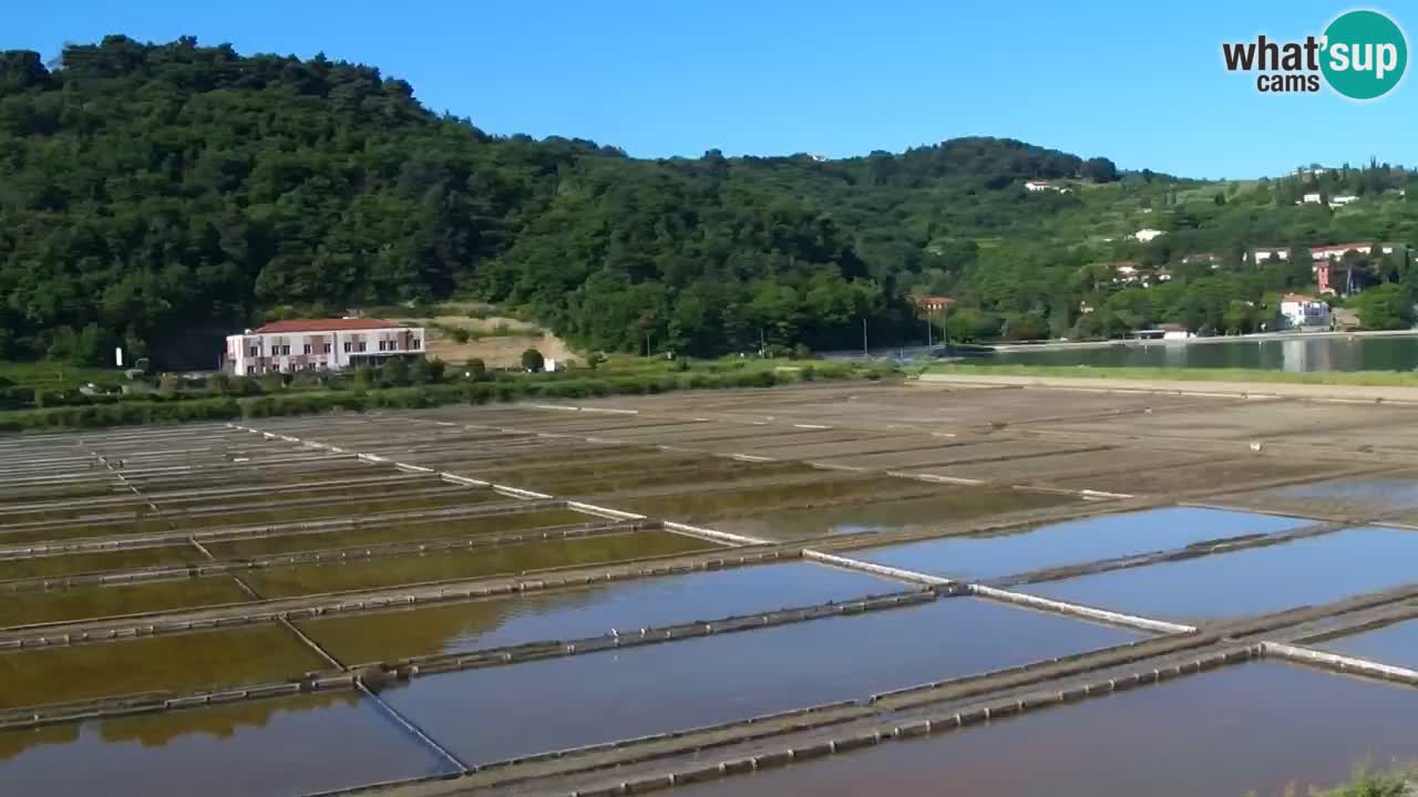 Krajinski park Strunjan u živo
