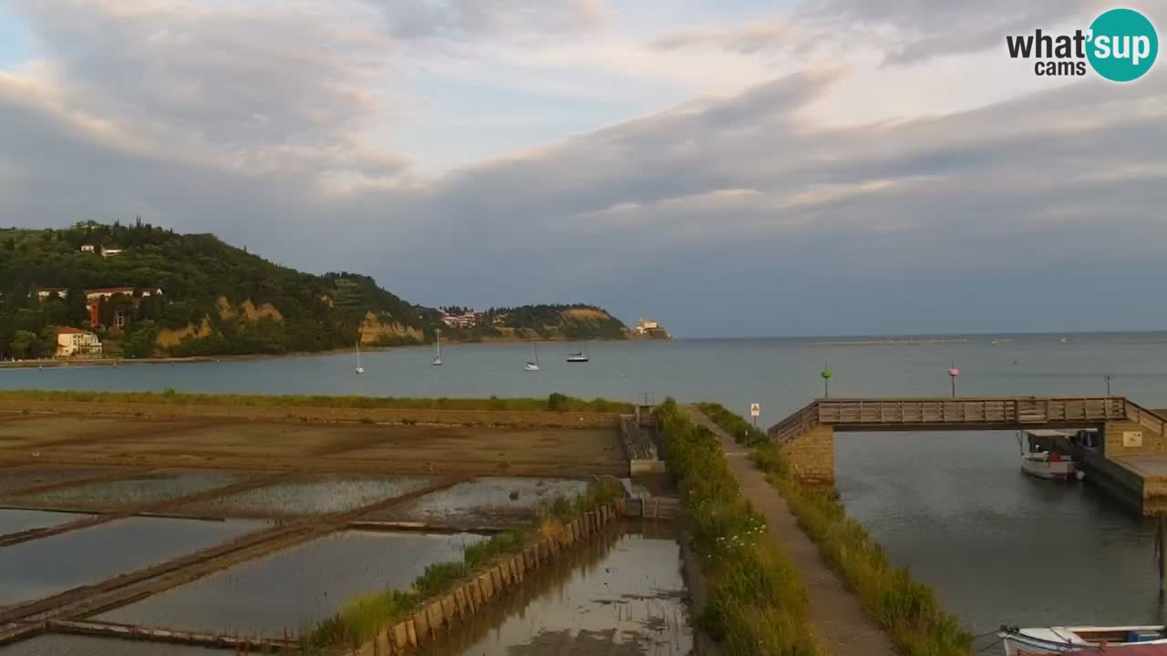 Krajinski park Strunjan u živo