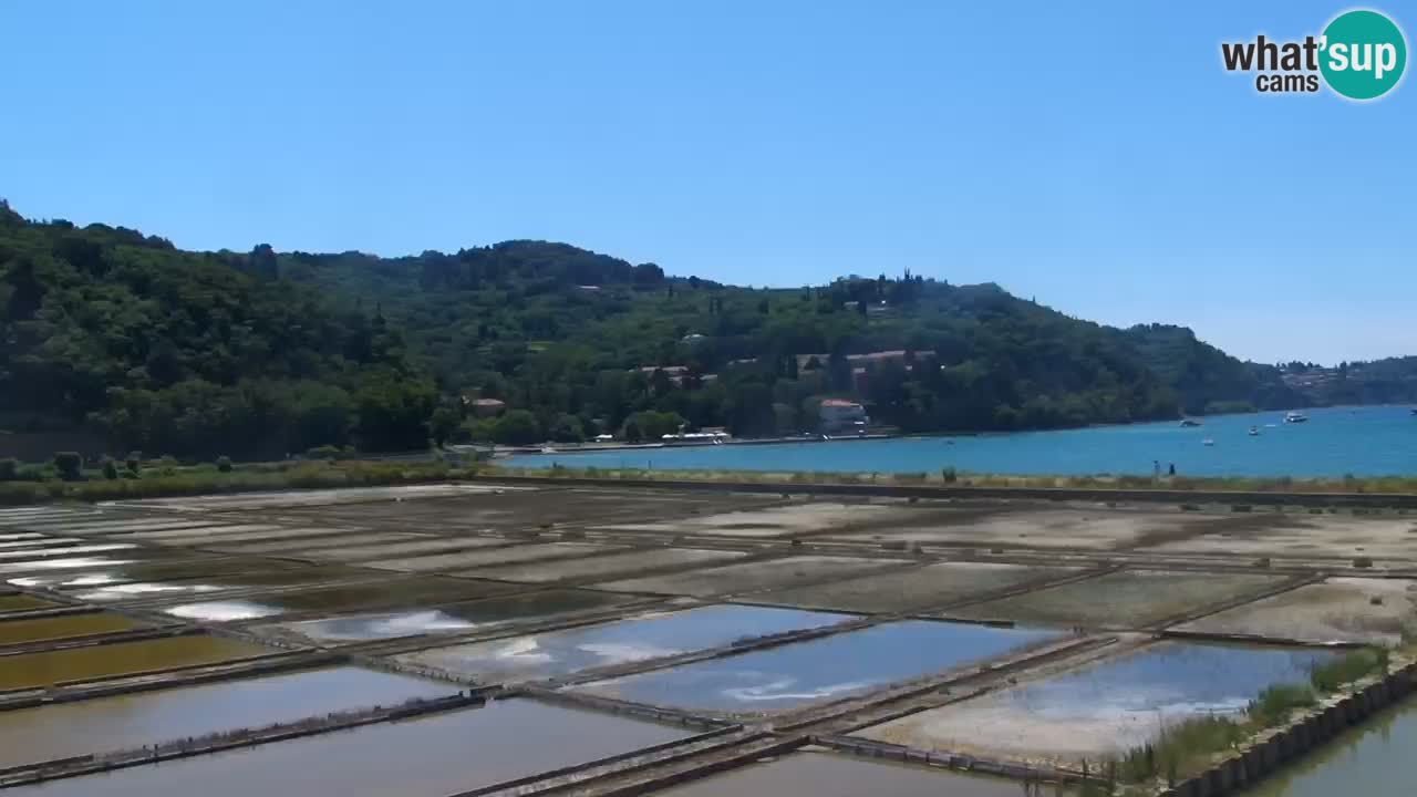 Krajinski park Strunjan v živo