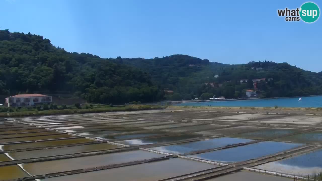 Krajinski park Strunjan u živo