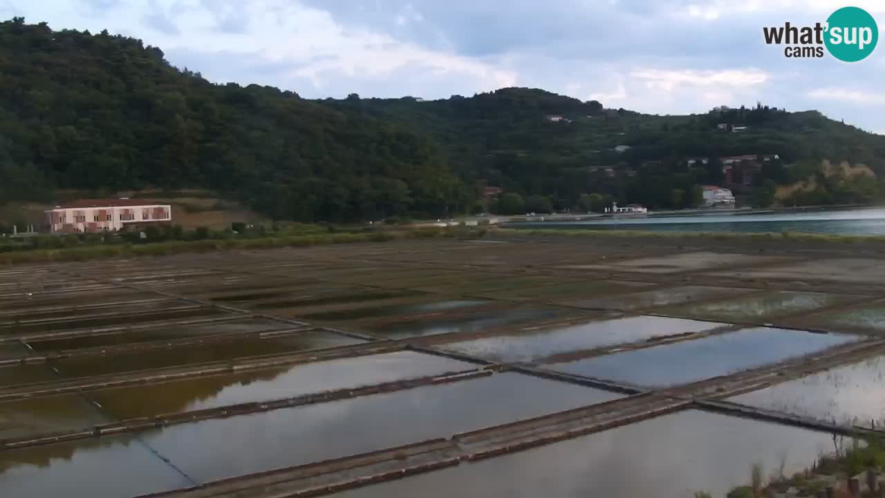 Krajinski park Strunjan v živo