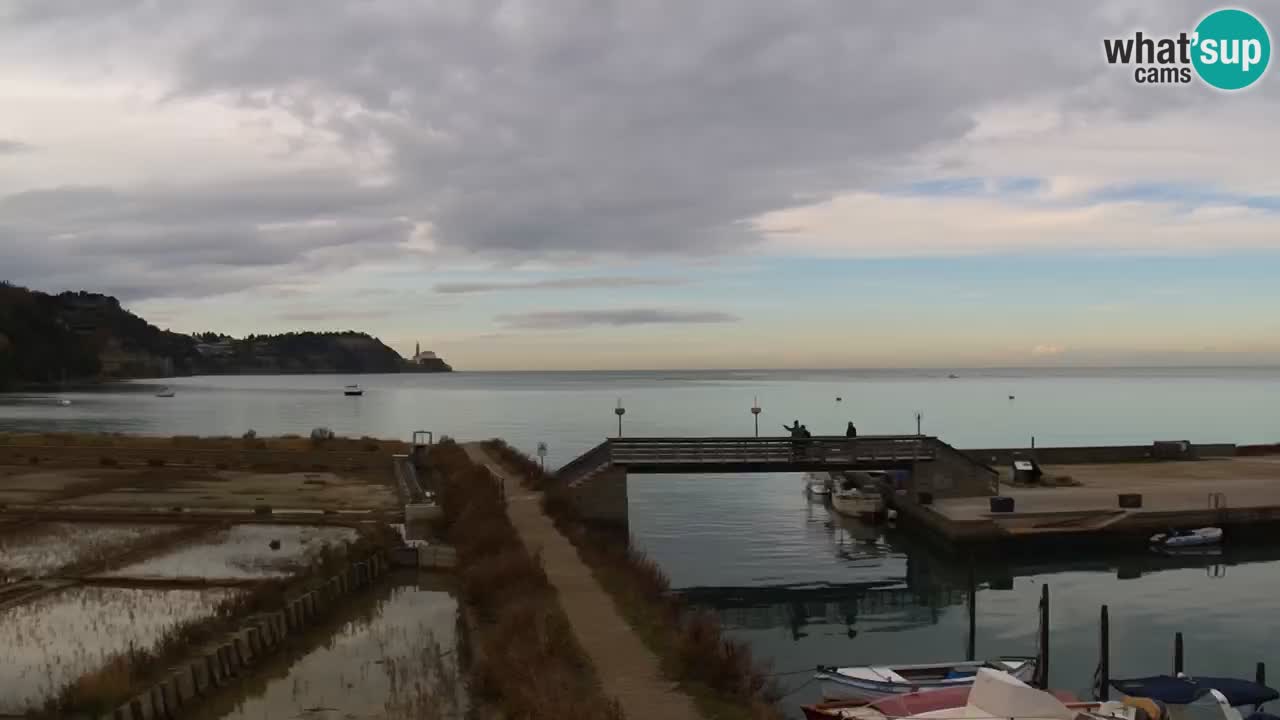 Krajinski park Strunjan v živo