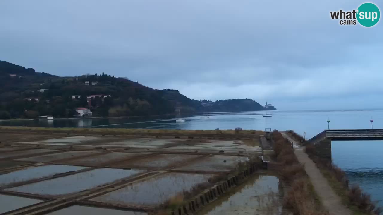 Krajinski park Strunjan v živo