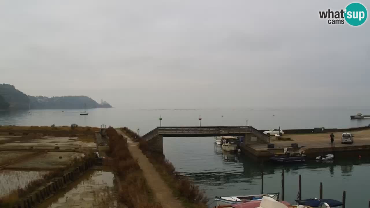 Krajinski park Strunjan u živo