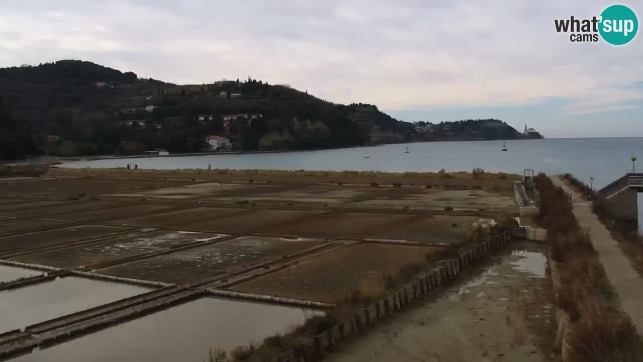 Krajinski park Strunjan v živo