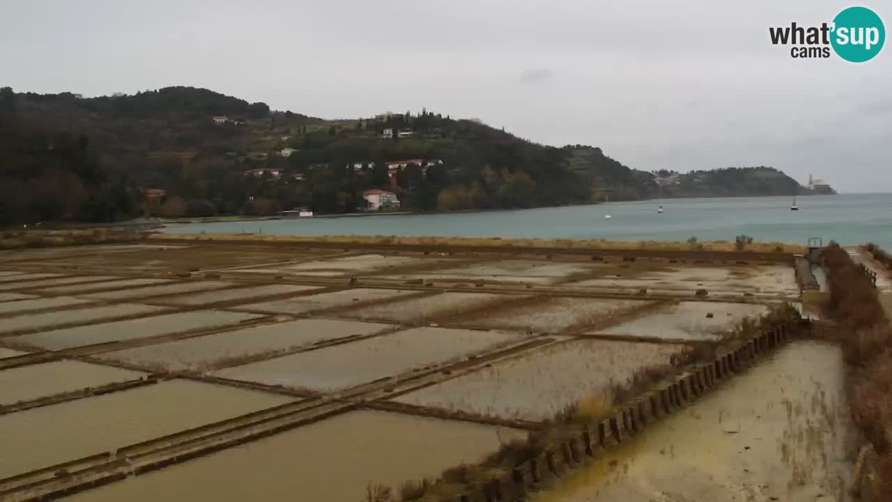 Krajinski park Strunjan v živo