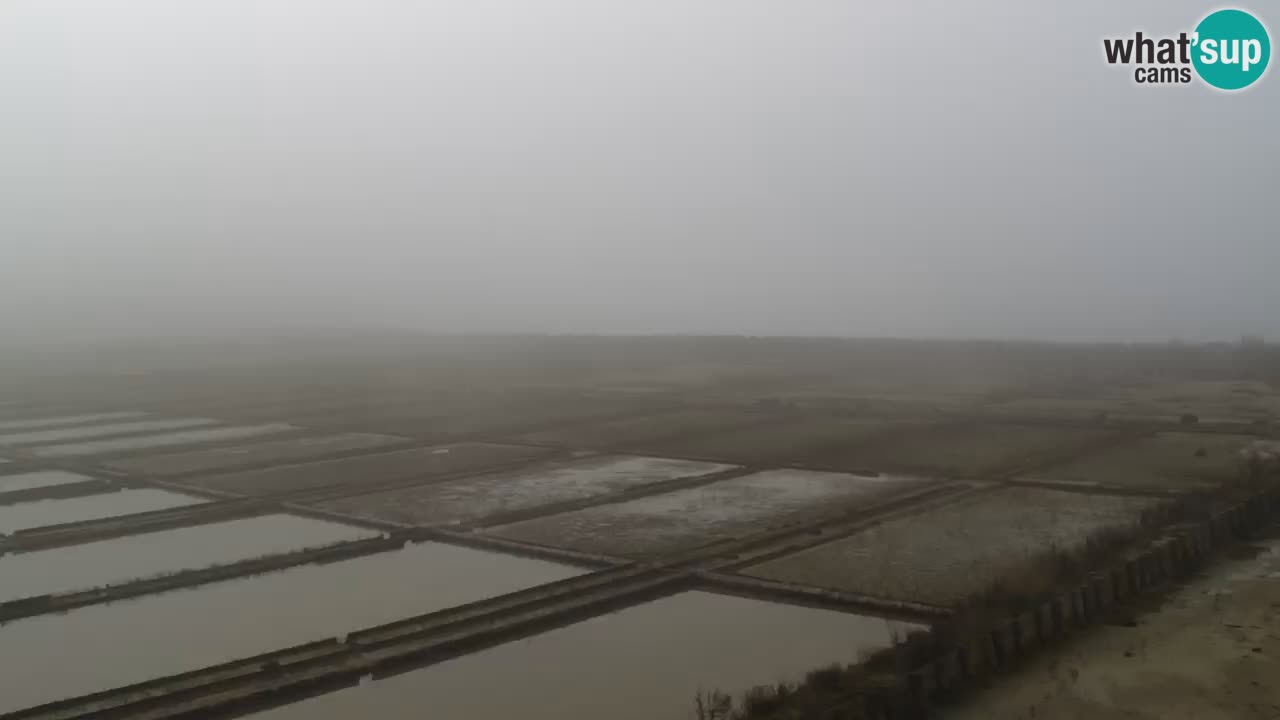 Krajinski park Strunjan u živo