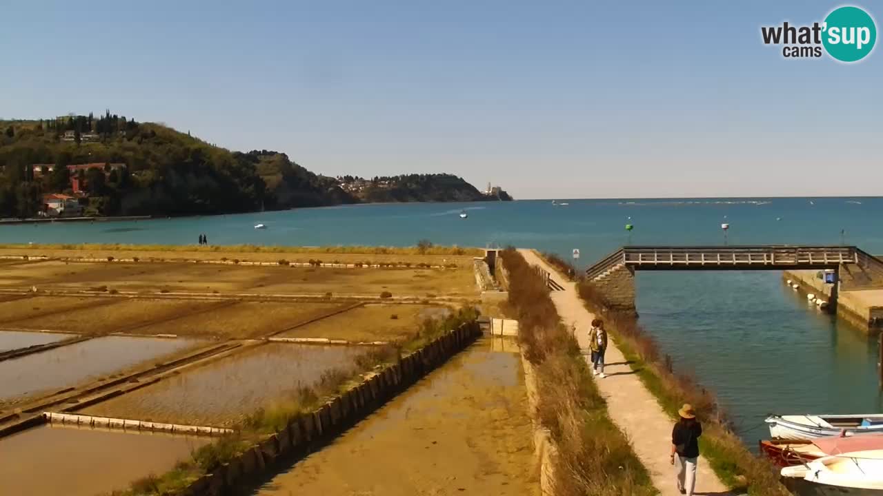 Krajinski park Strunjan v živo