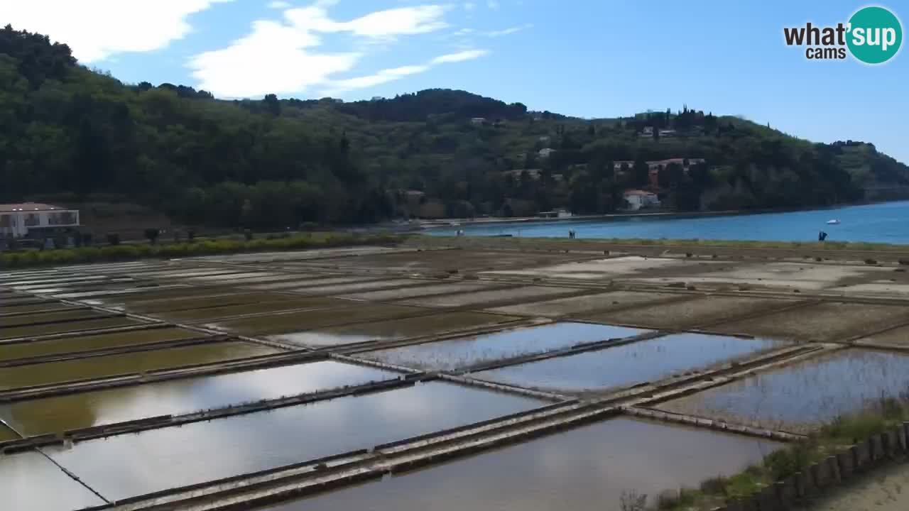 Krajinski park Strunjan v živo