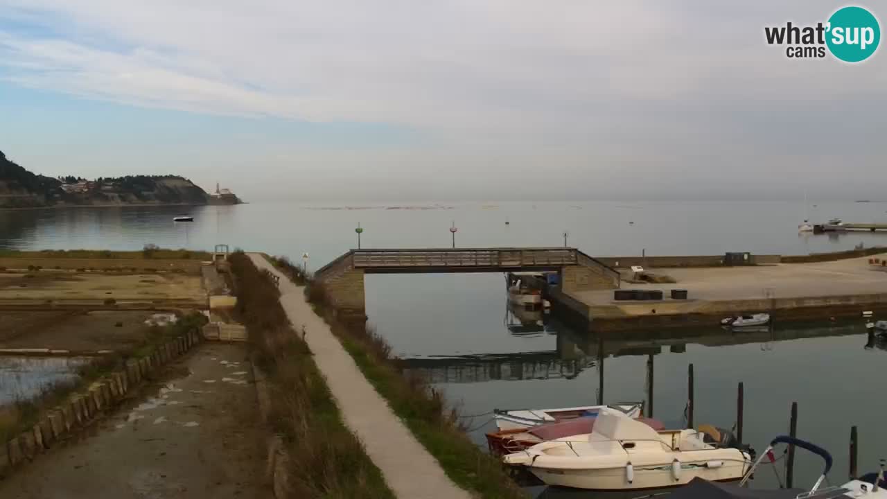 Krajinski park Strunjan v živo