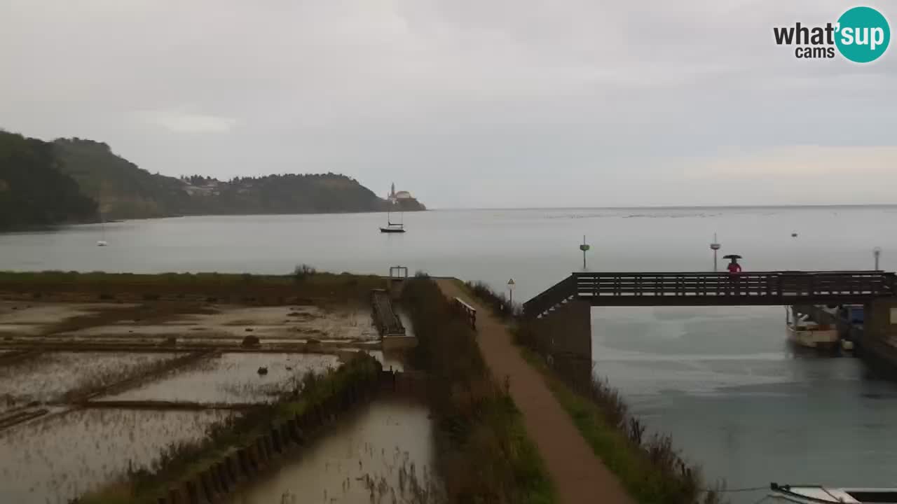 Krajinski park Strunjan u živo