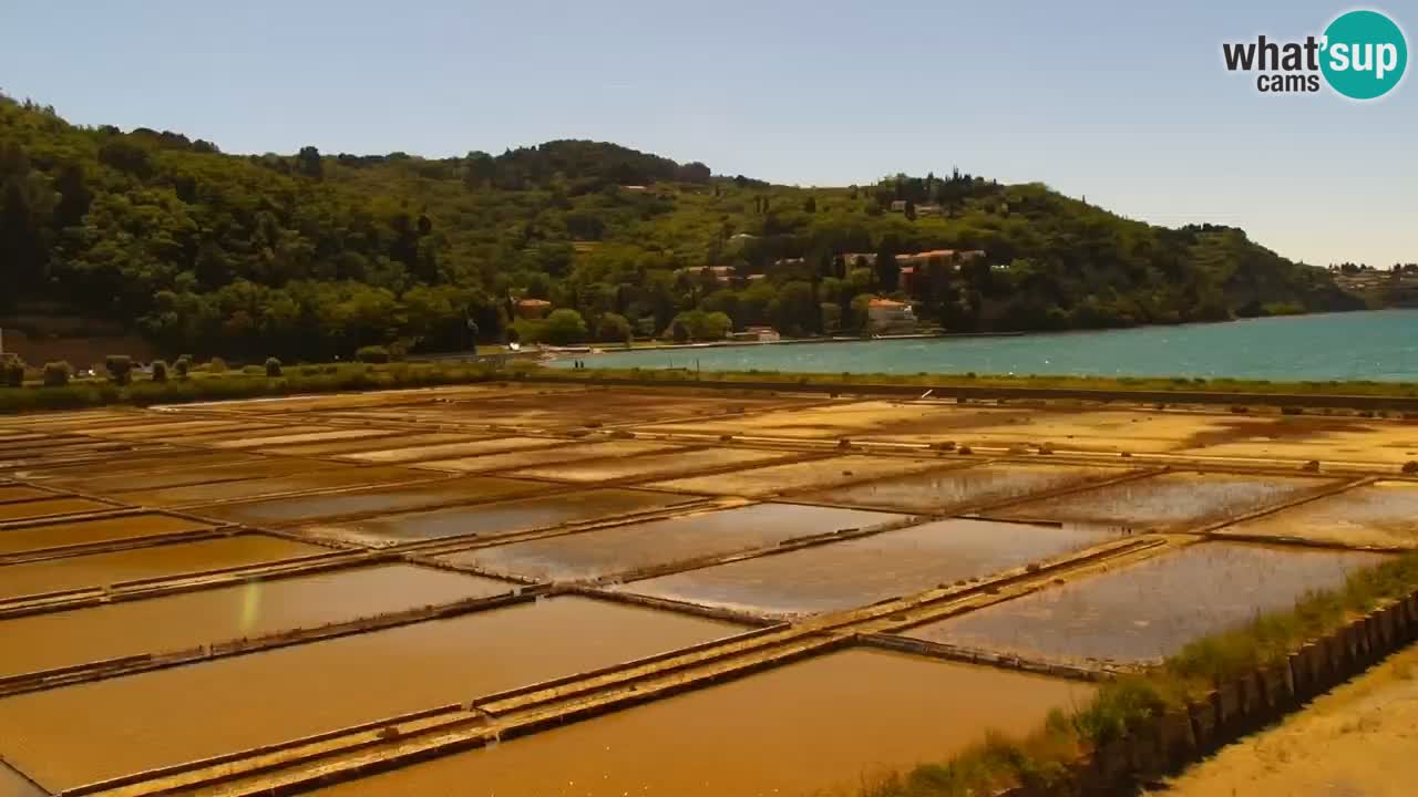 Krajinski park Strunjan u živo