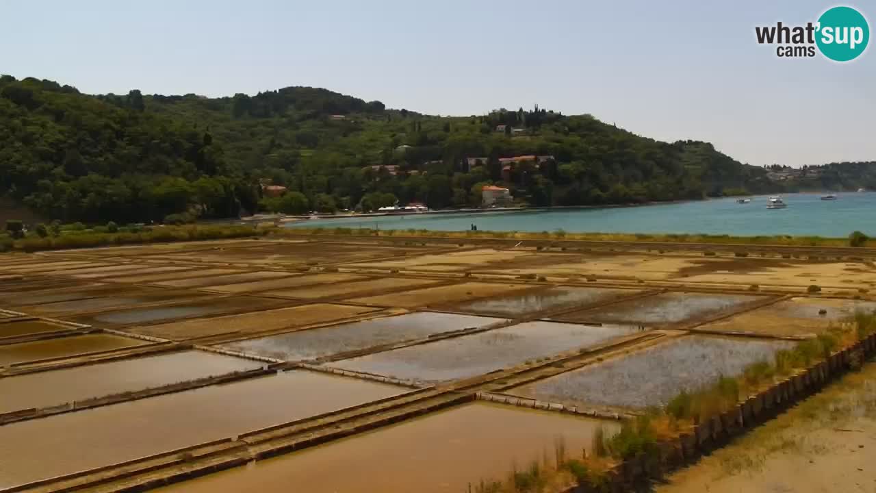 Krajinski park Strunjan u živo