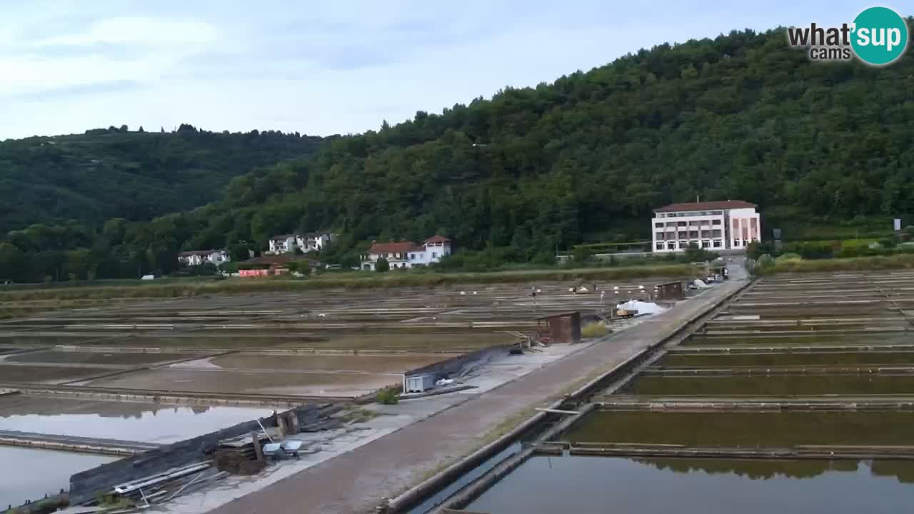 Krajinski park Strunjan v živo