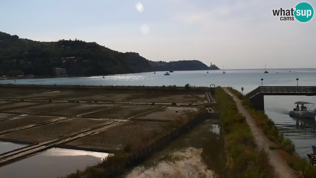 Krajinski park Strunjan v živo