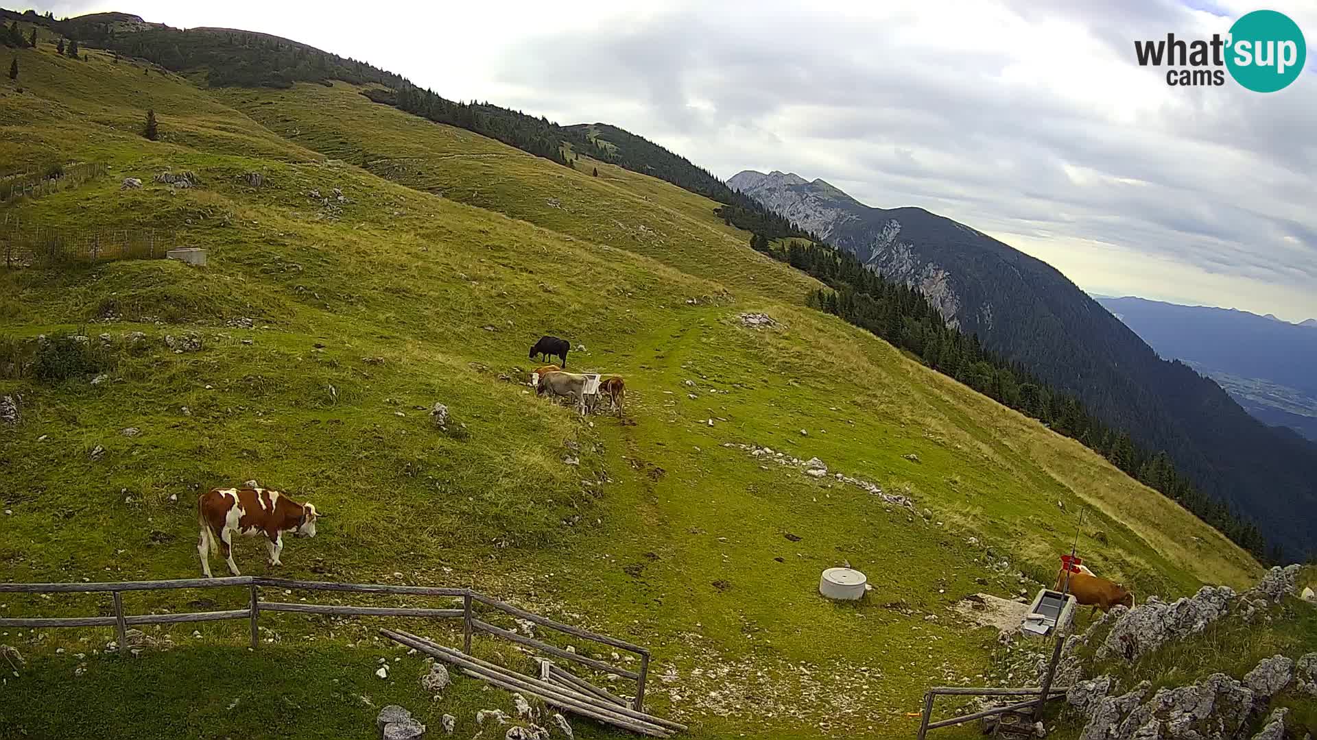 Struška nad Jesenicami web kamera planina Svečica (Belška planina) – Karavanke – Slovenija
