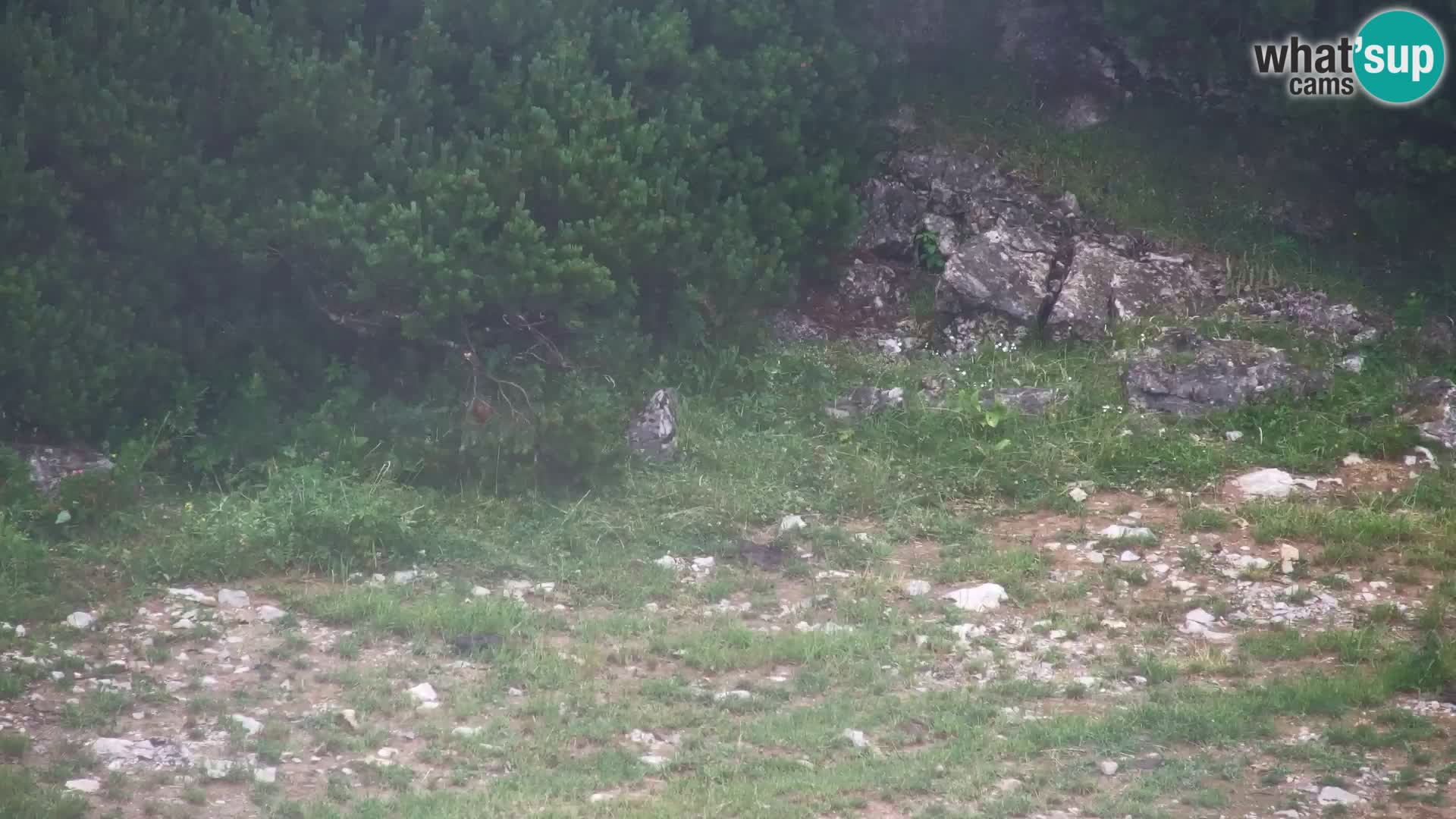 Velika Planina | Gradišče
