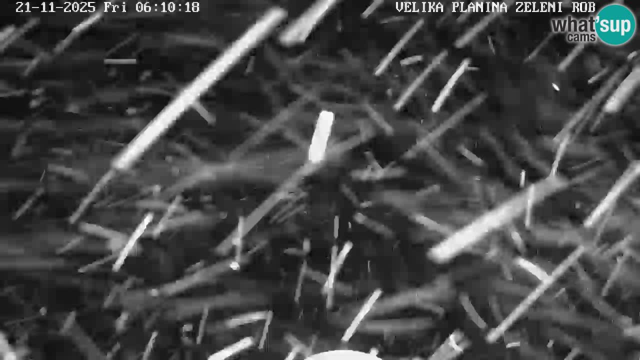 Zeleni Rob | Webcam live Velika Planina