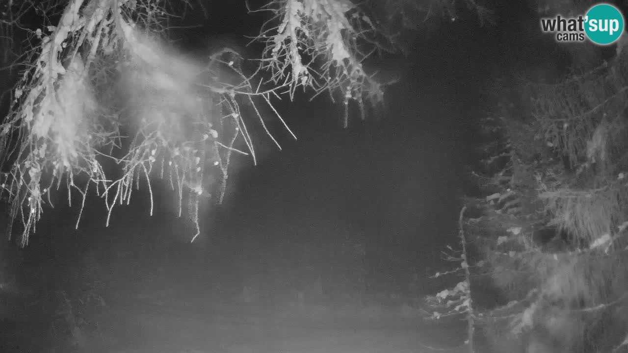 Cámara web en vivo Vršič – Casa Erjavčeva – Eslovenia